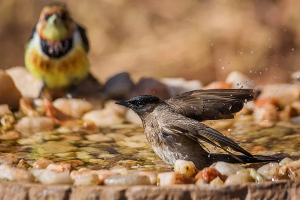 Dark Capped Bulbul Bathing Waterhole Kruger National Park South Africa — Stock Photo, Image