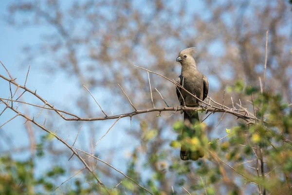 Grey Away Bird Standing Branch Natural Background Kruger National Park — Fotografia de Stock