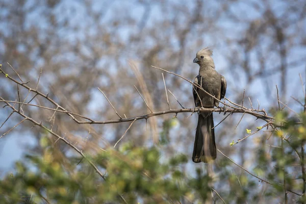 Серая Исчезающая Птица Стоящая Ветке Естественным Фоном Национальном Парке Крюгера — стоковое фото