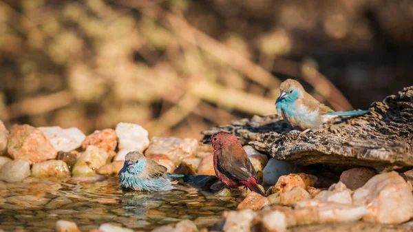 南非克鲁格国家公园的Jameson Fifinch和Blue Breasted Cordonbleu在水坑中洗澡 Estrildidae的Specie Lagonosticta Rhodopareia和Uraeginthus Angolensis家族 — 图库照片