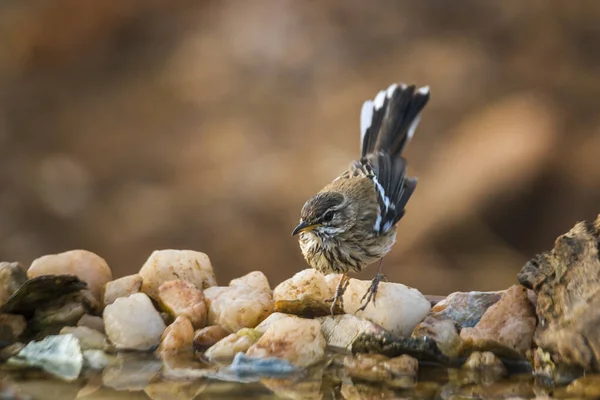 Red Backed Scrub Robin Standing Waterhole Kruger National Park South — Stock Photo, Image