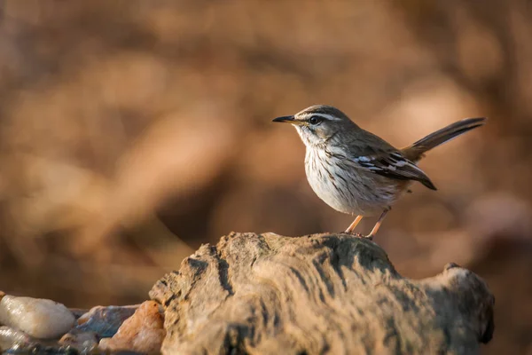 Red Υποστηρίζεται Scrub Robin Στέκεται Ένα Κούτσουρο Πρωινό Φως Στο — Φωτογραφία Αρχείου