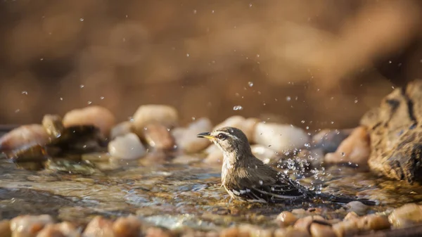 Scrub Robin Baing Waterhole Kruger National Park South Africa Specie — стокове фото
