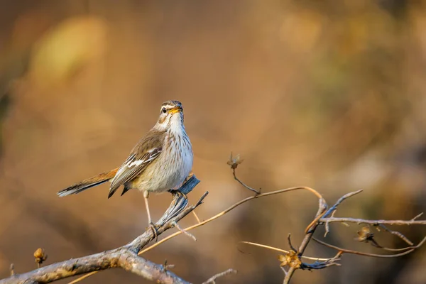 Red Backed Scrub Robin Zingen Het Ochtendlicht Kruger National Park — Stockfoto