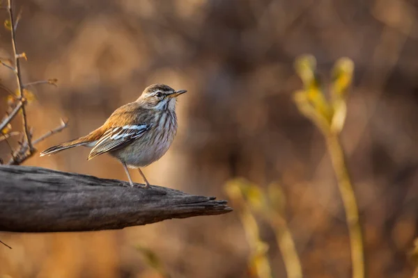 Vermelho Apoiado Scrub Robin Log Com Luz Manhã Parque Nacional — Fotografia de Stock