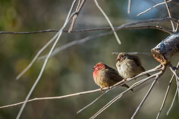 Pareja Firefinch Pico Rojo Parada Una Rama Parque Nacional Kruger — Foto de Stock