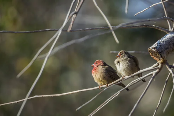 Couple Firefinch Bec Rouge Debout Sur Une Branche Dans Parc — Photo