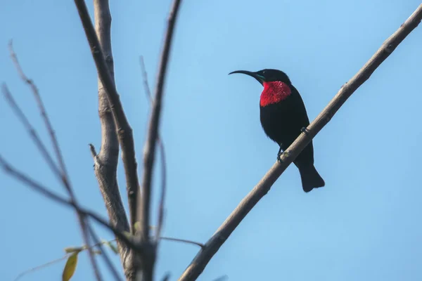 Scarlet Chested Sunbird Isolated Blue Sky Kruger National Park South — Stock Photo, Image