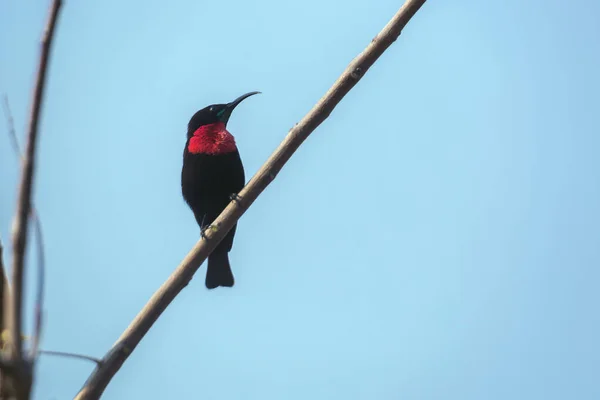 Scarlet Chested Sunbird Isolated Blue Sky Kruger National Park South — 스톡 사진