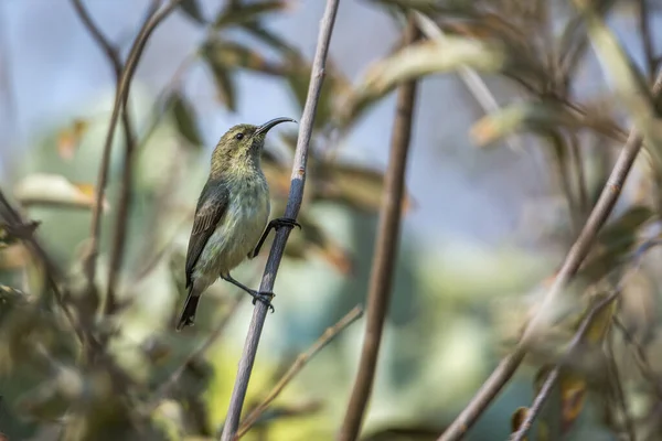 Scarlatto Pettinato Uccello Solare Femmina Arbusto Nel Parco Nazionale Kruger — Foto Stock
