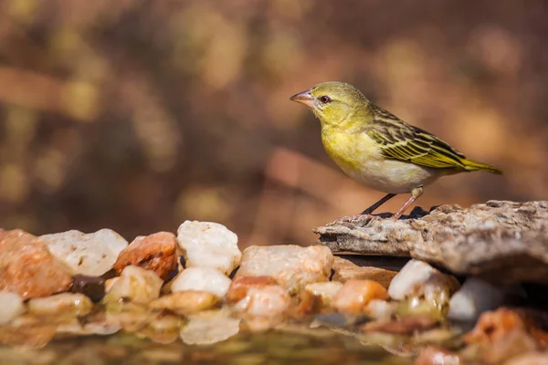 Village Weaver Standing Waterhole Kruger National Park South Africa Specie — Stock Photo, Image