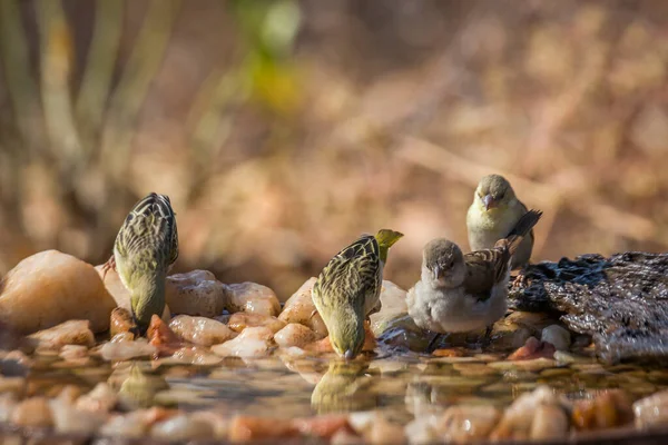 Southern Grey Leds Sparrow Och Village Väva Bad Vattenhål Kruger — Stockfoto