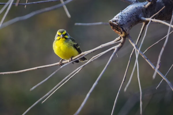 Gelbstirnkanarienvogel Steht Auf Einem Zweig Mit Natürlichem Hintergrund Kruger Nationalpark — Stockfoto