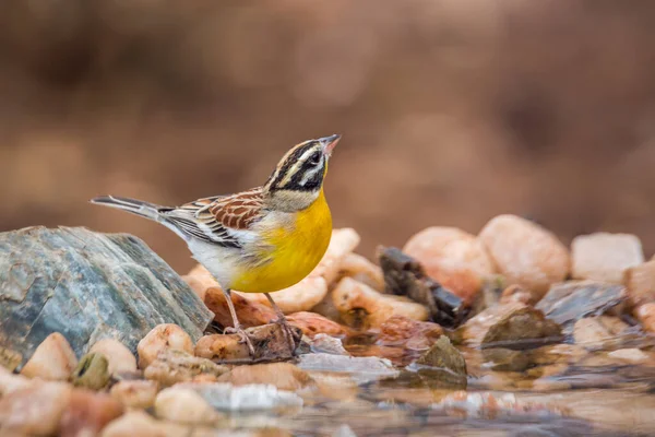 Africano Golden Breasted Bunting Buraco Água Parque Nacional Kruger África — Fotografia de Stock