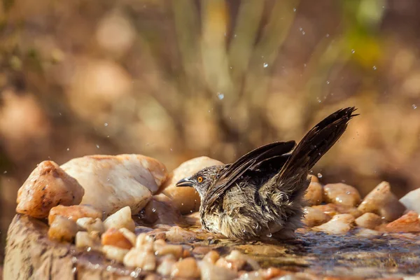 Arrow Marked Babbler Bathing Waterhole Kruger National Park South Africa — Stock Photo, Image
