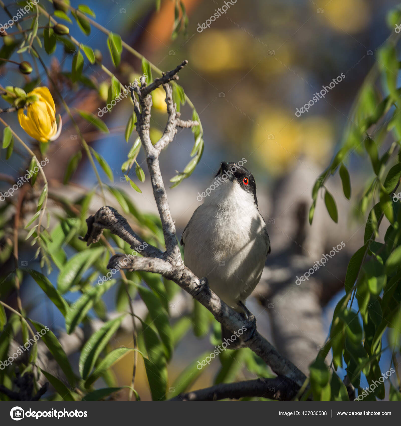 Bulbul africano de olhos vermelhos stok fotoğraflar, telifsiz resimler,  görseller | DepositPhotos, image size:1600x1700