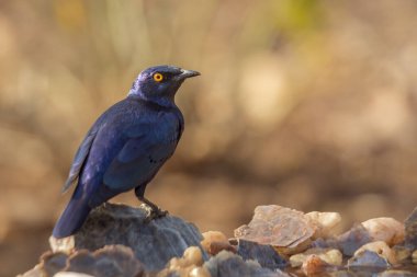 Güney Afrika 'daki Kruger Ulusal Parkı' nda bir kaya dikiz aynasının üzerinde duran Cape Glossy Starling Sturnidae ailesinden Specie Lamprotornis