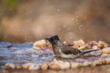 Güney Afrika 'daki Kruger Ulusal Parkı' ndaki su birikintisinde yıkanan koyu renkli Bulbul; Pycnonotus üç renkli Pycnonotidae ailesi
