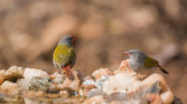 Güney Afrika 'daki Kruger Ulusal Parkı' ndaki su birikintisinde duran yeşil kanatlı Pytilia çifti; Estrildidae ailesinden Specie Pytilia melba