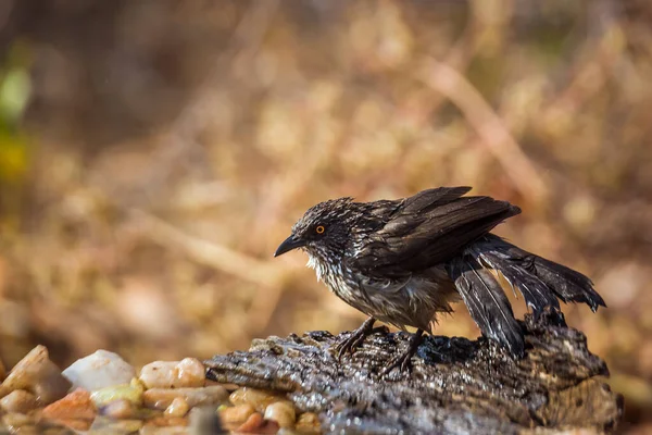 在南非克鲁格国家公园洗完澡后摇曳着羽毛的箭头 Leiothrichidae的Turdoides Jardineii特科 — 图库照片