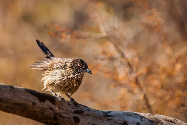 Arrow Značeno Babbler Třepání Peří Koupeli Kruger National Park Jižní — Stock fotografie