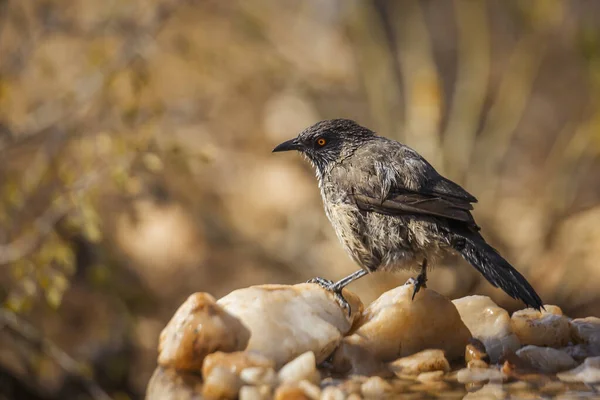 Nyíl Jelölt Babbler Rázó Toll Fürdés Után Kruger Nemzeti Park — Stock Fotó