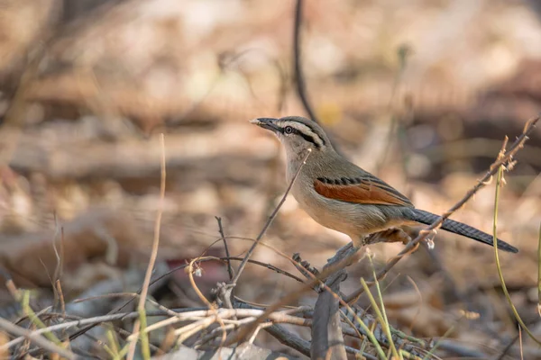 Svartkrönt Tchagra Buskmark Kruger Nationalpark Sydafrika Specie Tchagra Senegalus Familj — Stockfoto