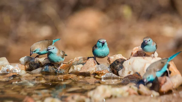 Kleine Groep Cordonbleu Met Blauwe Borsten Staande Bij Een Waterpoel — Stockfoto