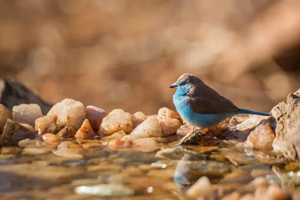 남아프리카 크루거 공원에 홀에서 가슴을 Specie Uraeginthus Angolensis Estrildidae — 스톡 사진