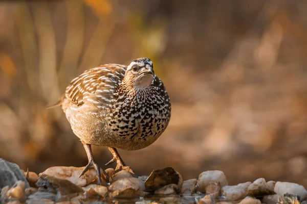 Crested Francolin Standing Waterhole Front View Kruger National Park Sudáfrica — Foto de Stock