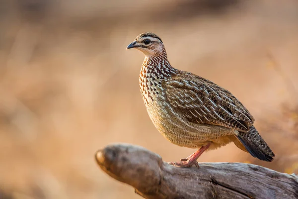 Haubenfrankolin Steht Auf Baumstämmen Morgenlicht Kruger Nationalpark Südafrika Art Dendroperdix — Stockfoto