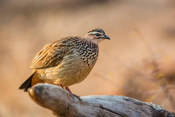 Hřeben Francolin Stojící Kládě Ranním Světle Národním Parku Kruger Jihoafrická — Stock fotografie