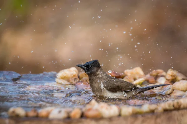 Sötét Sapkás Bulbul Fürdik Víznyelő Kruger Nemzeti Park Dél Afrika — Stock Fotó