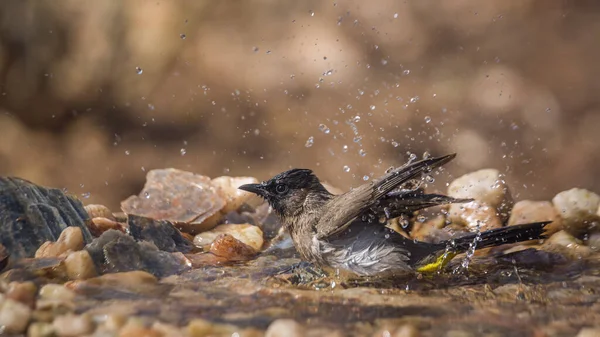 Dark Capped Bulbul Bathing Waterhole Kruger National Park South Africa — Stock Photo, Image