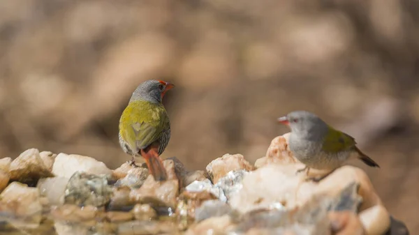 Green Winged Pytilia Couple Standing Waterhole Kruger National Park South — Stock Photo, Image