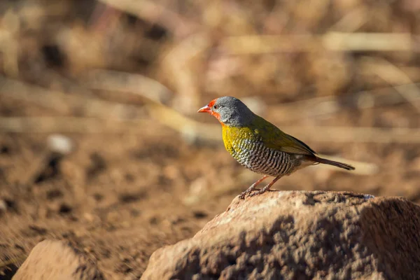 Groene Gevleugelde Pytilië Staande Termietenheuvel Kruger National Park Zuid Afrika — Stockfoto