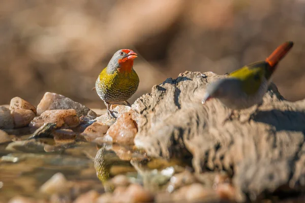 Two Green Winged Pytilia Standing Waterhole Kruger National Park South — Stock Photo, Image