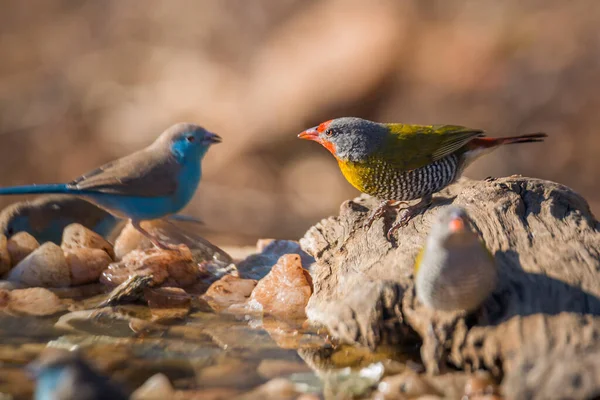 Due Pytilia Alate Verdi Piedi Alla Pozza Acqua Nel Parco — Foto Stock