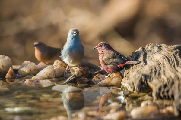 Jameson Firefinch Blue Breasts Cordonbleu Standing Waterhole Kruger National Park — стоковое фото