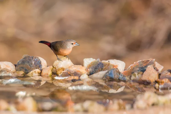 Jameson Firefinch Female Standing Waterhole Kruger National Park South Africa — Stock Photo, Image