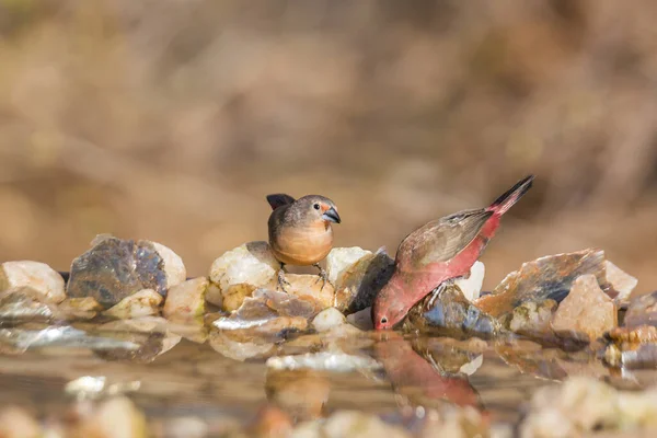 Jameson Gimpel Paar Wasserloch Kruger Nationalpark Südafrika Familie Der Estrildidae — Stockfoto