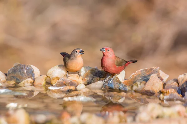 Jameson Firefinch Couple Standing Waterhole Kruger National Park South Africa — Stock Photo, Image