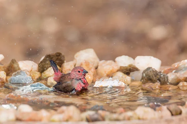 Jameson Firefinch Male Bathing Waterhole Kruger National Park South Africa — Stock Photo, Image