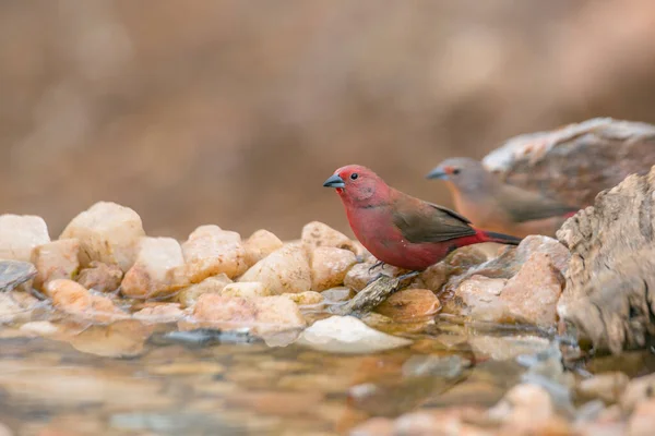 Pareja Jameson Firefinch Pie Abrevadero Parque Nacional Kruger Sudáfrica Especie —  Fotos de Stock