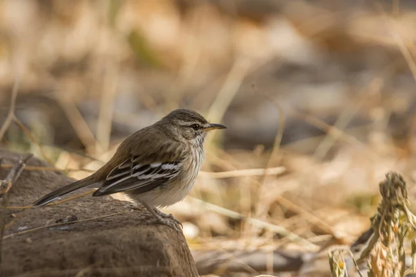 Rotrücken Scrub Rotkehlchen Auf Dem Boden Kruger Nationalpark Südafrika Art — Stockfoto