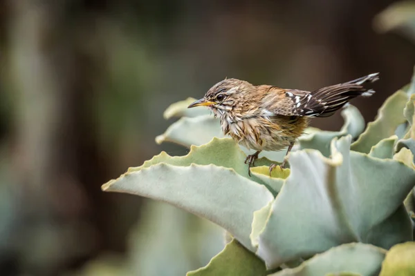Red Backed Scrub Robin Drying Feather Plant Kruger National Park — Stock Photo, Image
