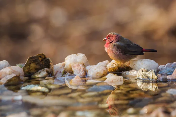 Red Billed Firefinch Standing Waterhole Morning Light Kruger National Park — Stock Photo, Image