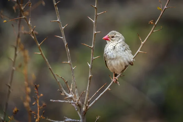 Roodsnavel Quelea Een Tak Met Een Natuurlijke Achtergrond Kruger National — Stockfoto