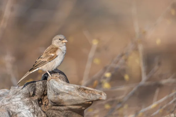 Southern Grey Headed Sparrow Staande Een Boomstam Met Een Natuurlijke — Stockfoto