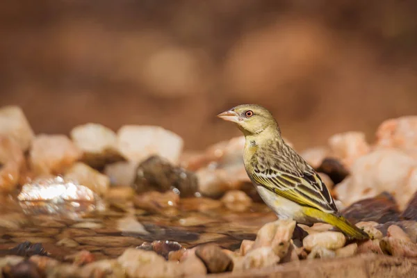 Dorpswever Staat Aan Achterzijde Van Waterput Kruger National Park Zuid — Stockfoto